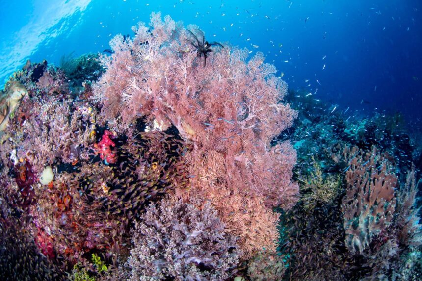 Soft coral fan and reef fish on a colorful reef wall
