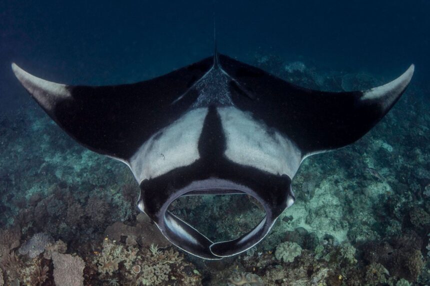 Manta ray gliding over a coral reef from below