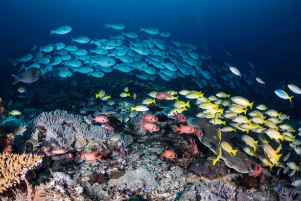 Large school of fusiliers schooling above a coral reef