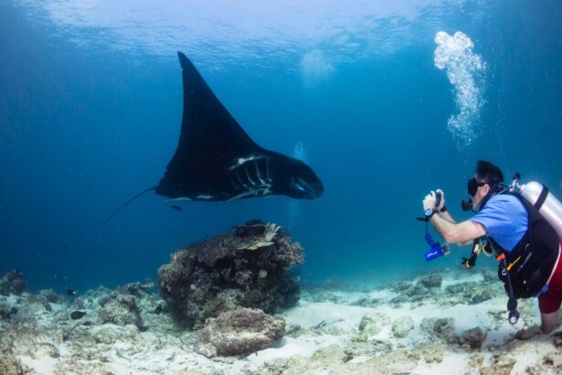 Diver photographing a manta ray gliding over a reef