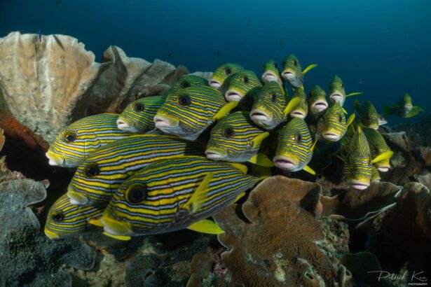 Cluster of striped sweetlips schooling among coral