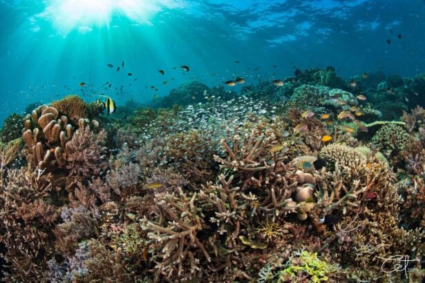 Sunlight streaming through a colorful coral reef teeming with fish