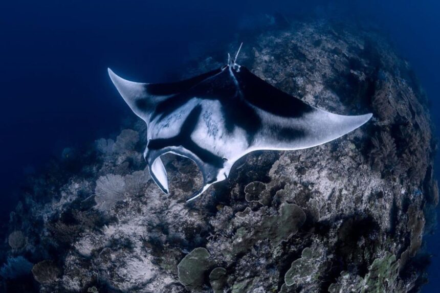 Manta ray gliding over a coral-covered reef in dark blue water