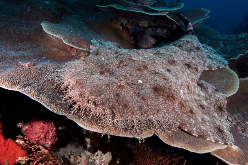 Tasseled wobbegong shark resting camouflaged on a coral reef