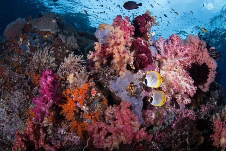 Colorful soft coral reef with butterflyfish and schooling fish