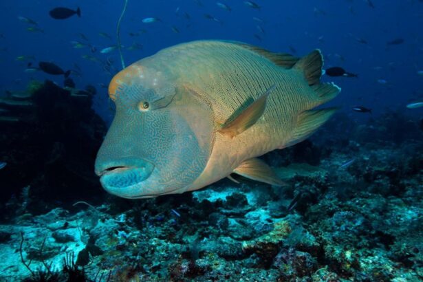 Napoleon wrasse swimming close to the camera over a reef