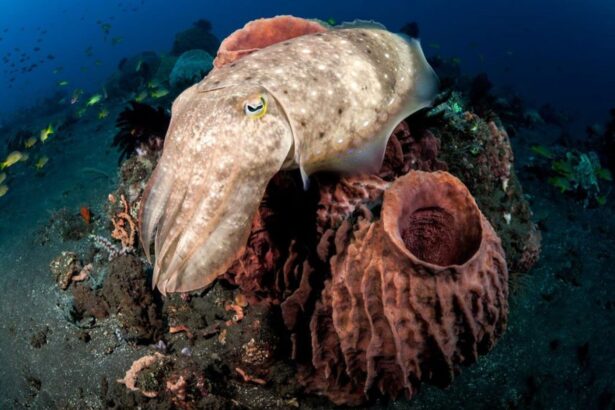 Cuttlefish resting on a coral reef next to barrel sponges
