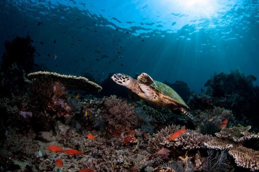 Green sea turtle swimming over a coral reef with sun rays overhead