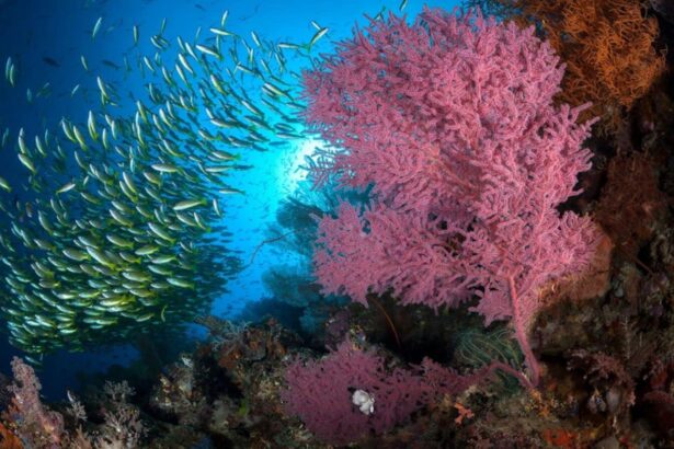 School of small silver fish streaming past a pink sea fan on the reef