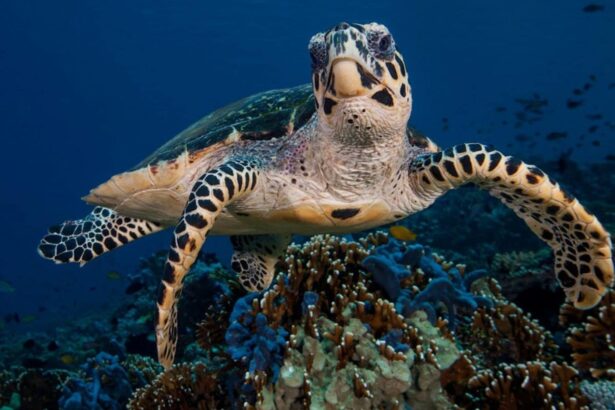 Hawksbill turtle swimming close to the camera above a coral reef
