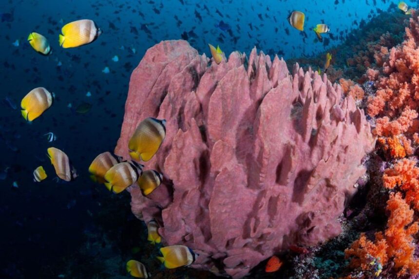 Barrel sponge coral formation surrounded by yellow butterflyfish