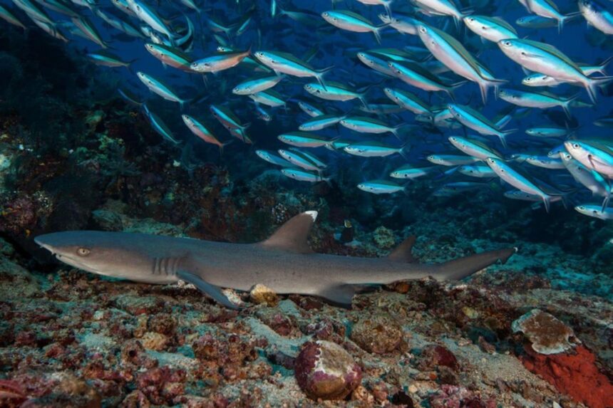 Whitetip reef shark resting on the seabed beneath a large school of fish