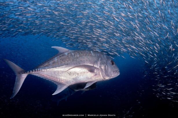 Giant trevally swimming beside a large baitball of small fish