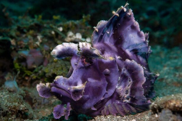 Purple hairy frogfish camouflaged among reef debris