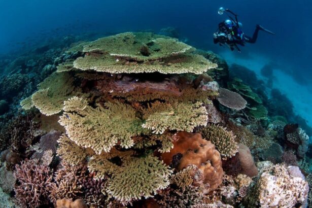 Diver photographing table coral formations on a reef
