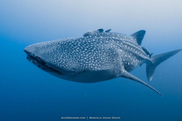 Whale shark swimming toward the camera in open blue water