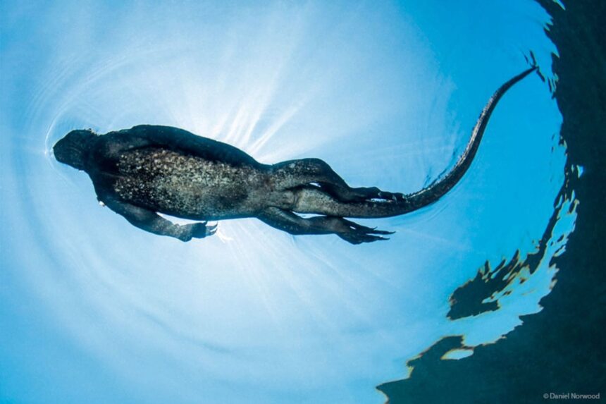 Marine iguana swimming at the surface in the Galapagos, seen from below against the sun