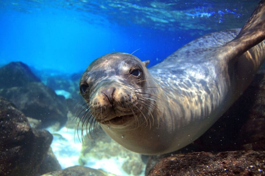 Sea lion looking directly into the camera underwater near rocks