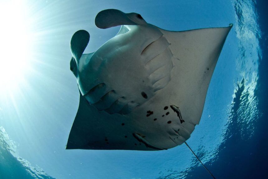 Giant manta ray gliding overhead with sunlight streaming through the water