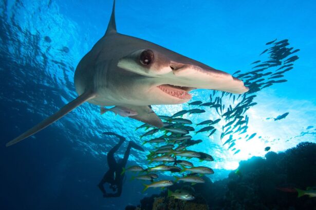 Hammerhead shark approaching camera with a diver watching a school of fish below