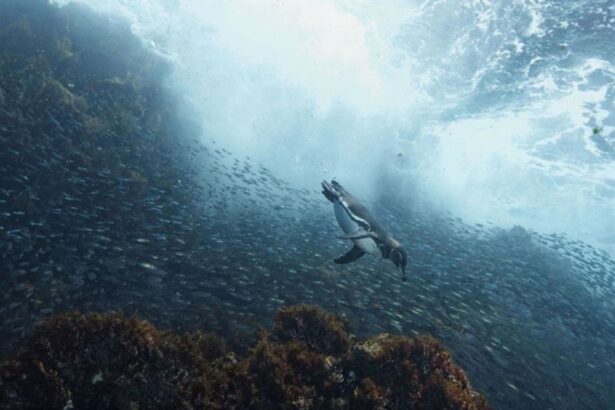 Penguin diving underwater through a school of baitfish near rocky reef