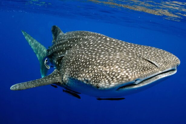 Whale shark with remoras swimming close to the surface