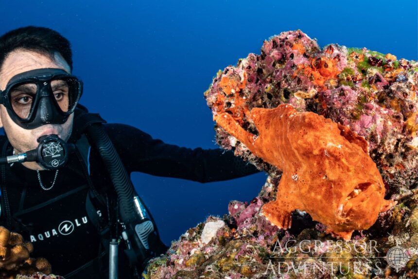 Diver observing a frogfish perched on a coral reef near Cocos Island