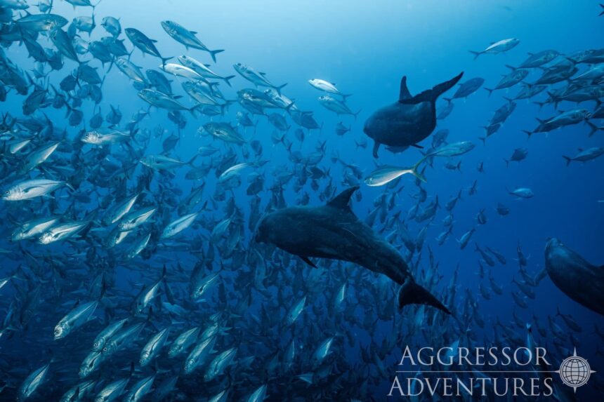 Dolphins swimming through a large school of baitfish near Cocos Island