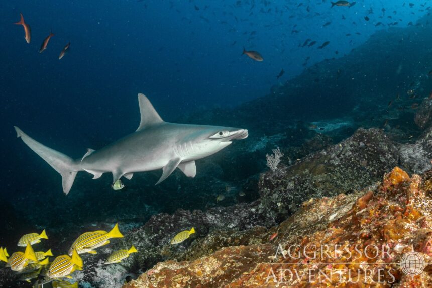 Scalloped hammerhead shark cruising past a rocky reef with schooling snapper