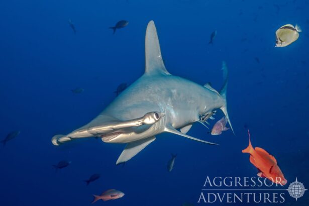 Scalloped hammerhead shark swimming close to camera with reef fish nearby