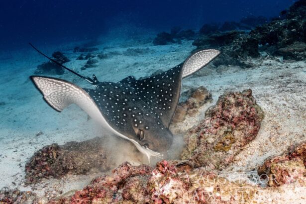 Spotted eagle ray foraging along the sandy seafloor near a reef