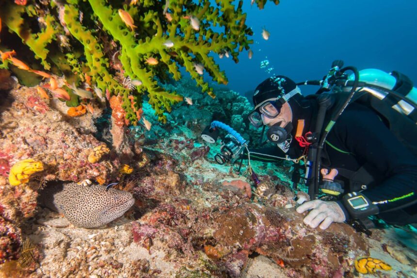 Diver observing a moray eel and coral fan on a reef near the boat