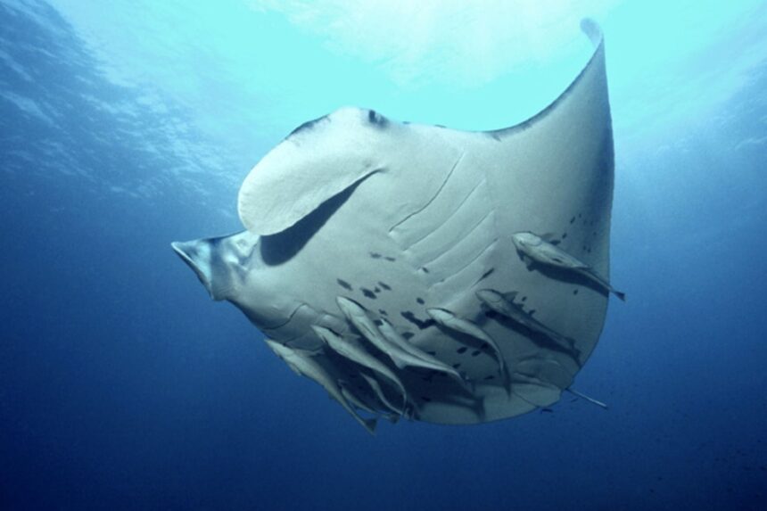 Reef manta ray gliding through blue water trailed by remoras