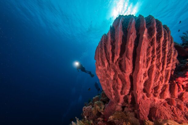 Diver silhouetted near a large red barrel sponge on a reef wall