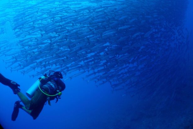Diver alongside a large school of barracuda swirling in blue water