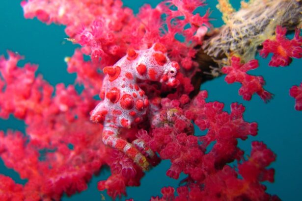Pygmy seahorse camouflaged among red soft coral polyps