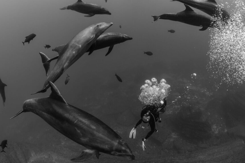 Scuba diver watching a pod of dolphins swim past underwater