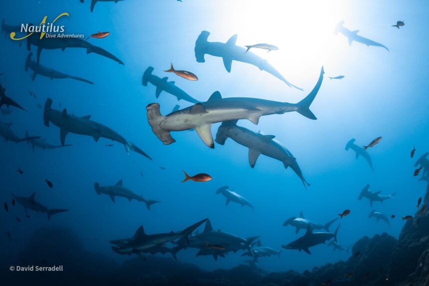 Large aggregation of hammerhead sharks swimming beneath the surface sunburst