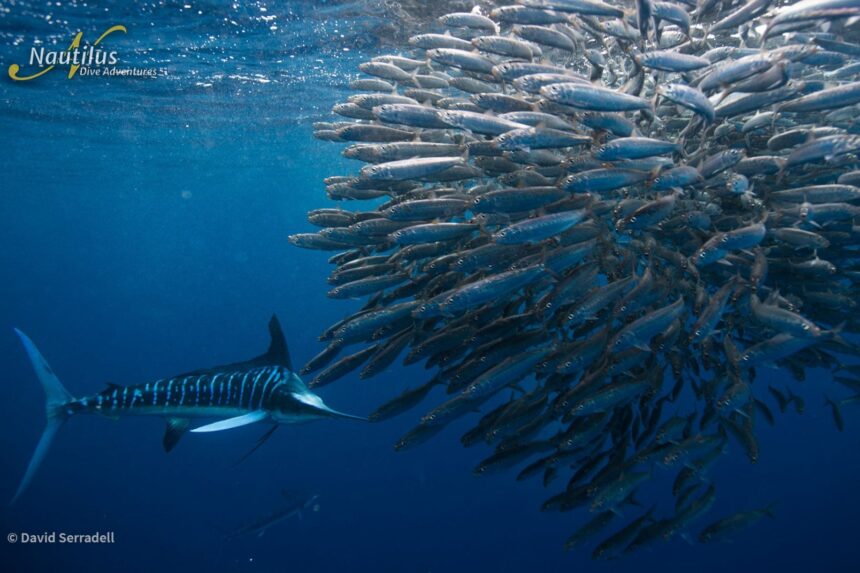 Marlin hunting a tight baitball of fish near the surface