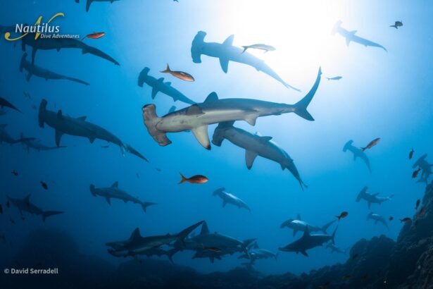 School of hammerhead sharks circling in open water