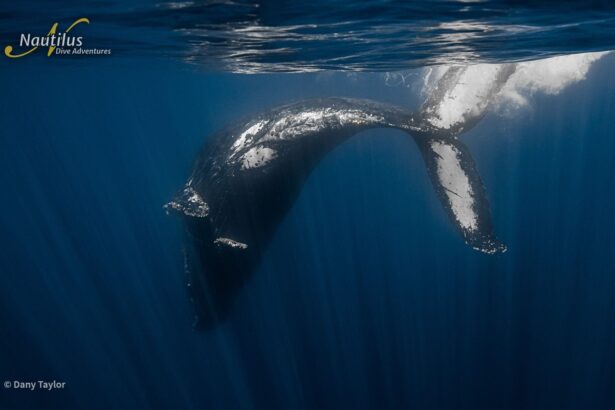 Humpback whale diving with its tail breaking the surface
