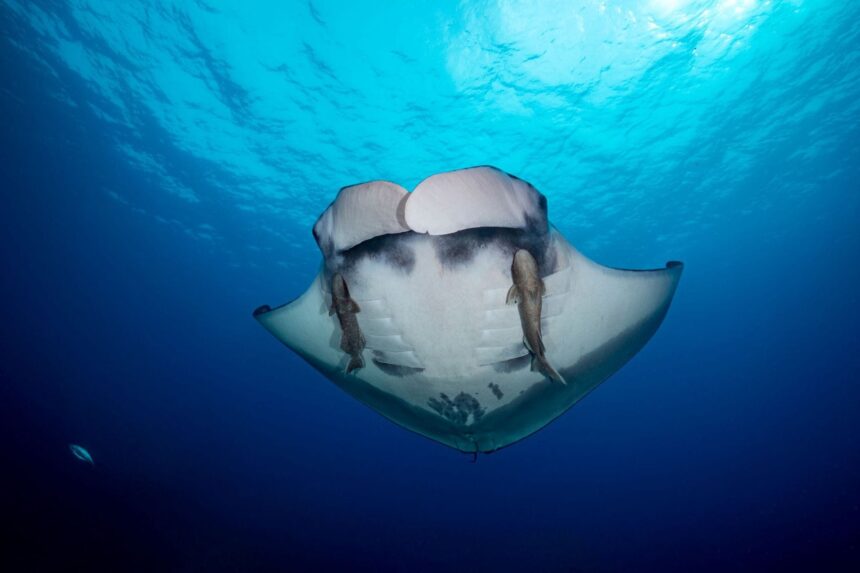 Manta ray with two remoras swimming beneath it, seen from below