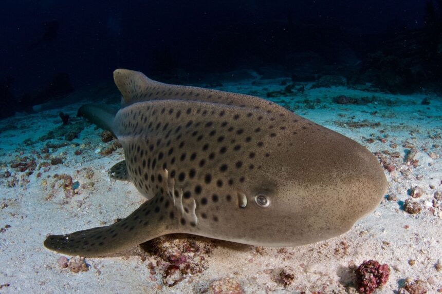 Zebra shark resting on the sandy seafloor