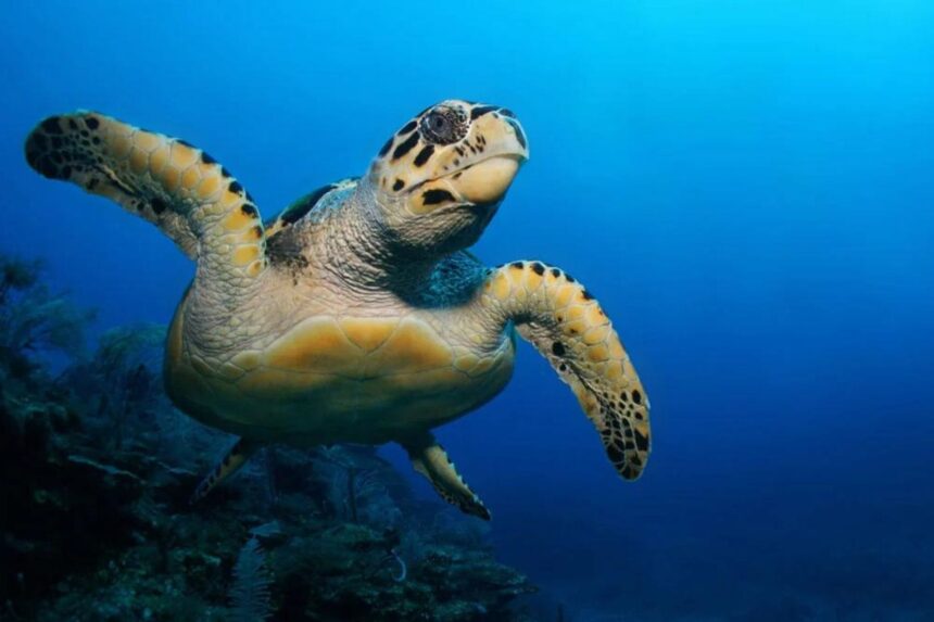 Hawksbill turtle swimming close to the reef