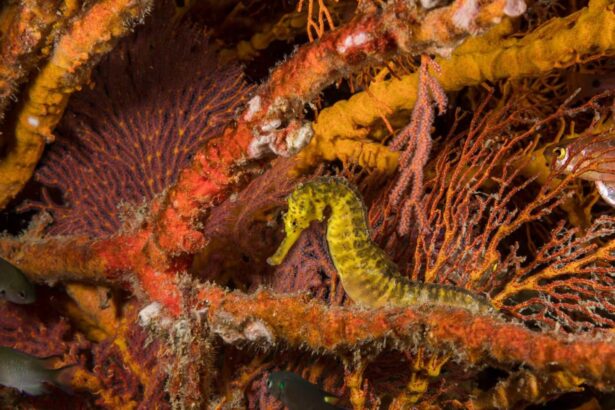 Yellow seahorse clinging to coral among sea fans