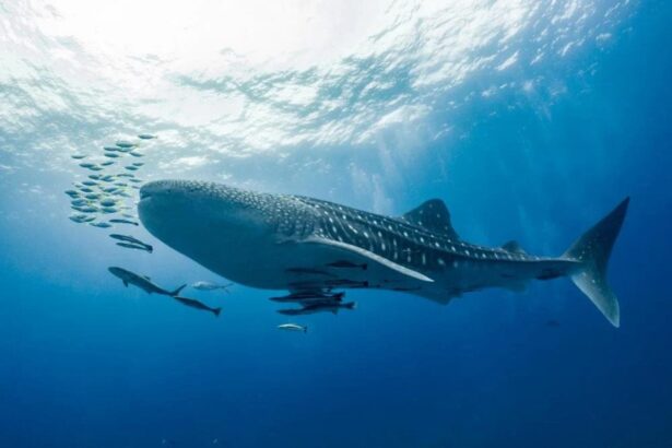 Whale shark swimming near the surface trailed by smaller fish
