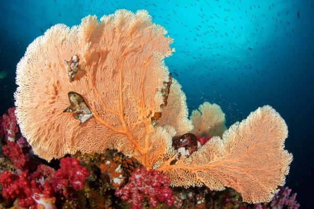 Large sea fan coral with schooling fish in the background