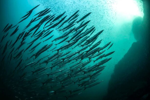 School of barracuda swirling together underwater