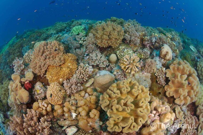 Colorful coral reef teeming with reef fish near the Arenui