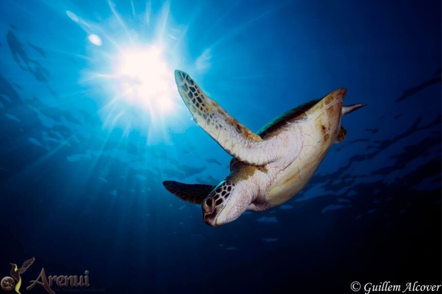 Green turtle swimming toward the sunlit surface